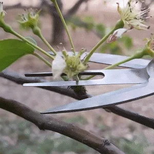 Double-Edged Fruit Picking Scissors, Garden Pruner, Shears Citrus Tree, Flower Cultivating, Solid Multi-use Pruning