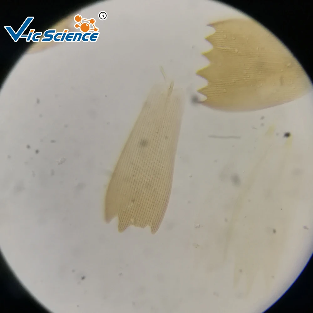 50 pieces Prepared Slides