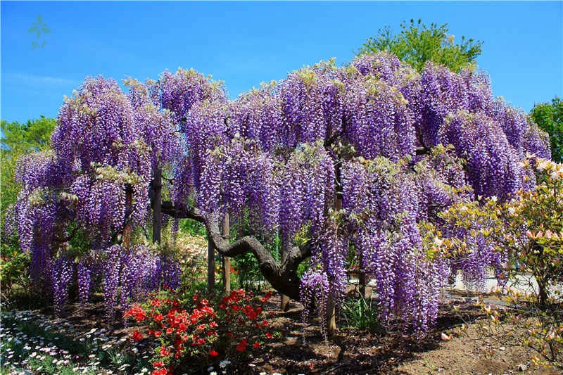 Beautiful Lilac Flowers Wisteria Tablecloth Dinning Decor