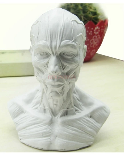 Human skeleton model resin simulation skull sketch character skeleton anatomy human head skeleton structure medical teaching