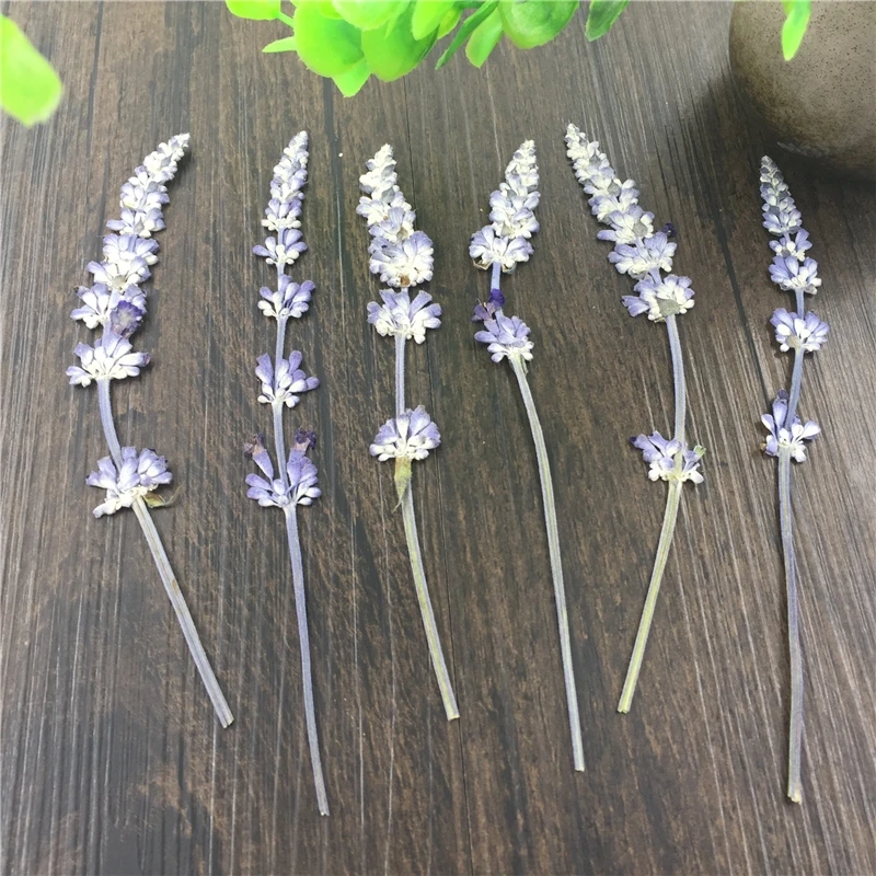 120pcs Dried Pressed Lavender Flowers Plant Herbarium For Jewelry Photo Frame Scrapbooking Craft Making Accessories