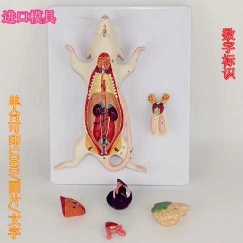 

Animal anatomy mouse anatomy model Internal structure