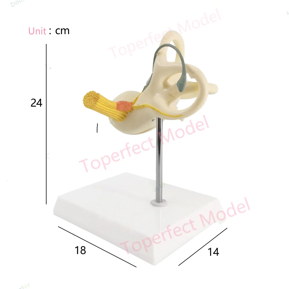 2 Times Two Parts Human Ear Semicircular Canal Cochlea Anatomical Model Inner Ear Ear Labyrinth Model