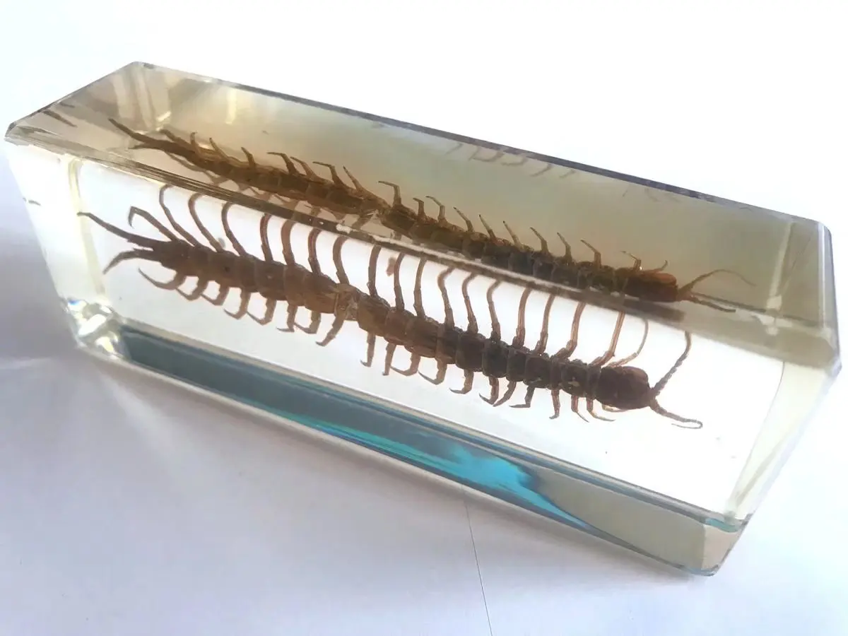 Vintage centipede insect Specimen Block big size Paperweight Decor Oddity