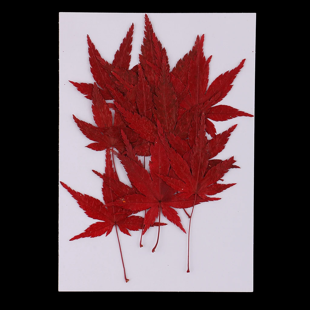 12x Real Dried Flower Leaves Maple Leaf for Resin Casting DIY Home Ornament