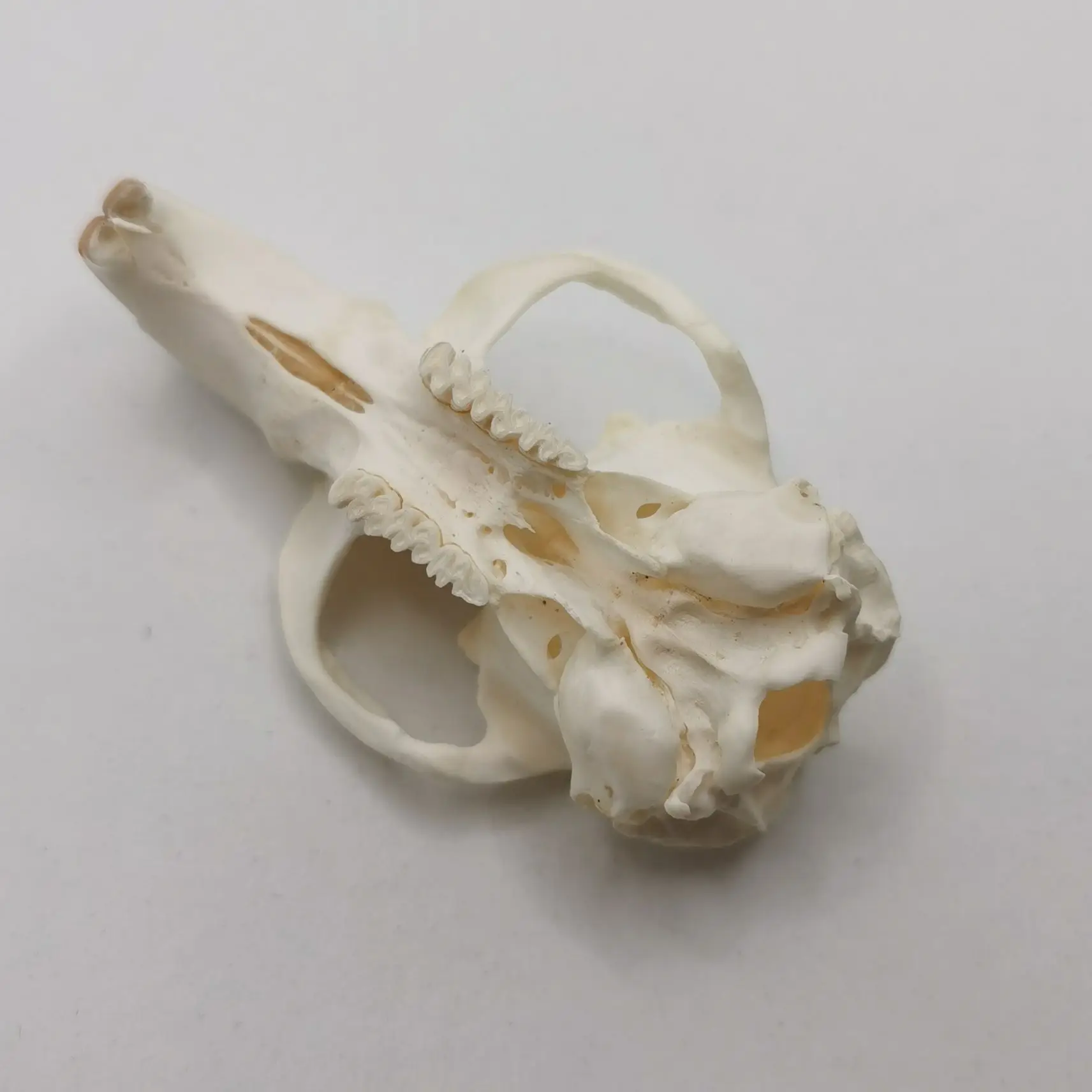 1 Pcs Real Muskrat  Animal Skull  Taxidermy Study Yuletide Christmas Gift Halloween Ornament