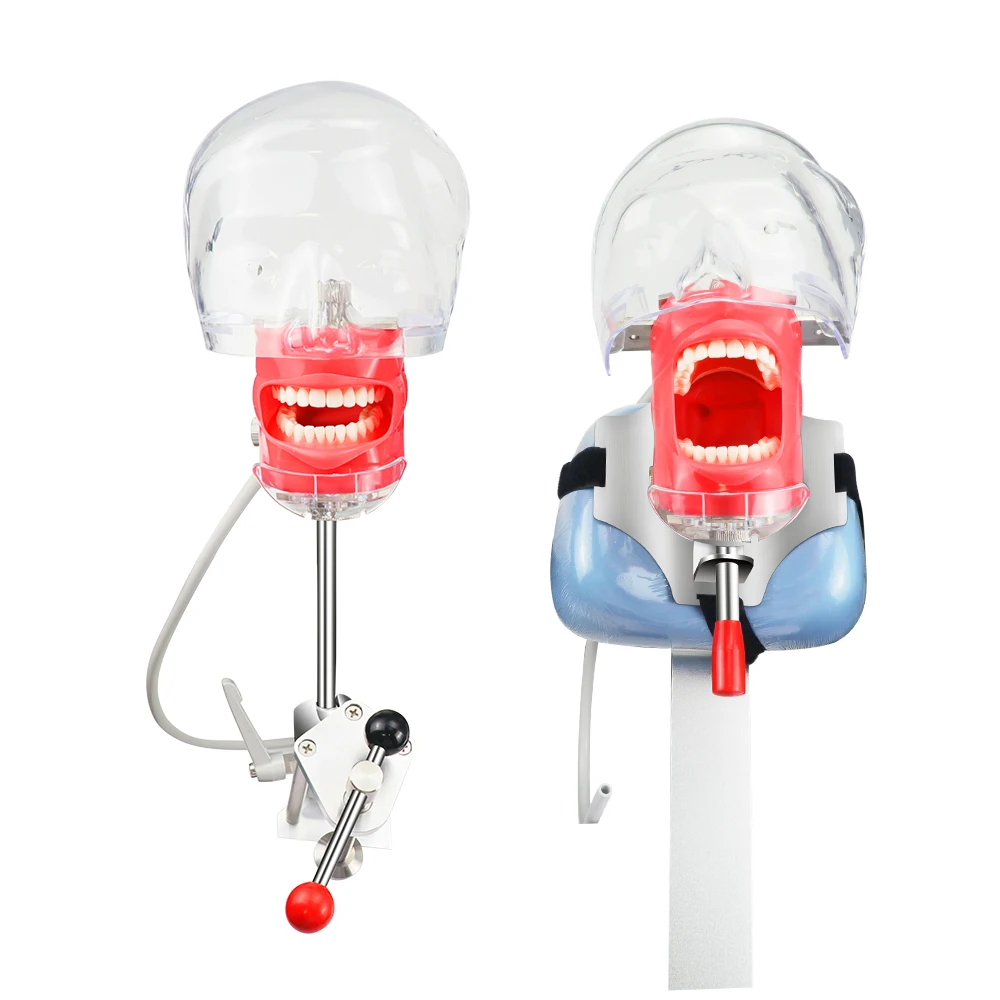 Dental Simulator Nissin Manikin Phantom Head Dental Phantom Head Model with New Style Bench Mount Dentist Education 28pcs Teeth