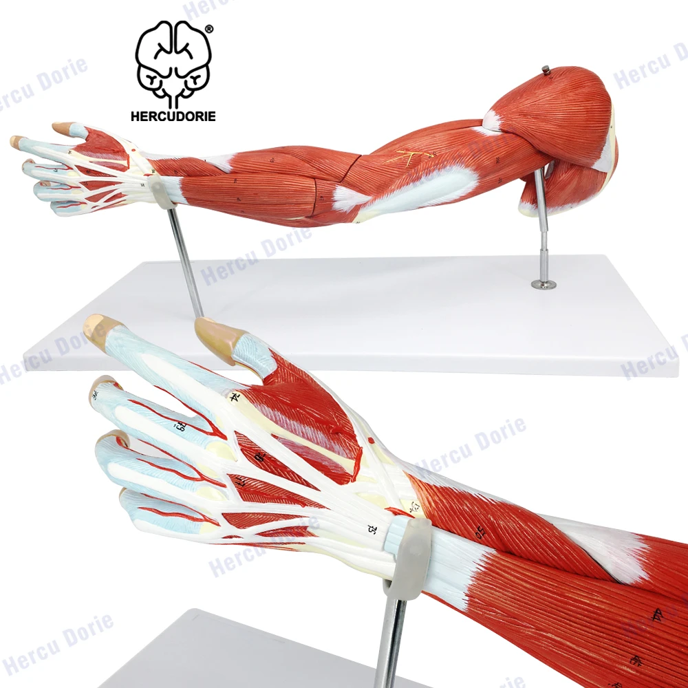 Arm Muscle Model, 7 Parts Muscular Arm Anatomy Model, Life Size Human Arm Muscle Model with Stand, Numbered Arm Model Shows Mus