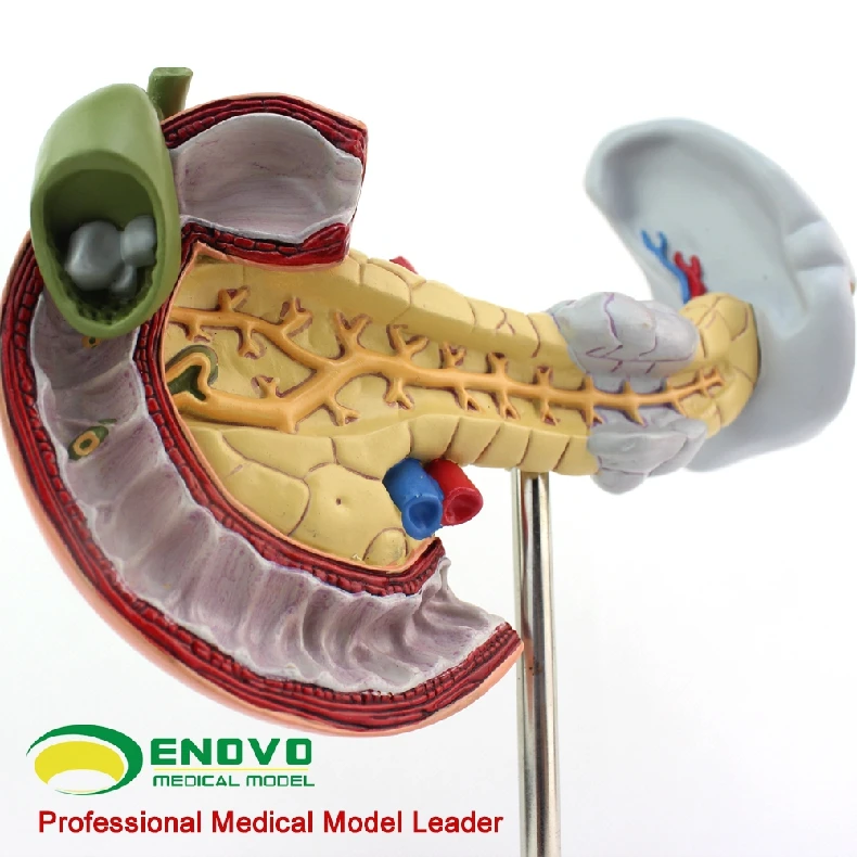 

Gastrointestinal Digestive System Model for Pancreaticoduodenal and Gallbladder Pathology