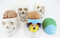 Human Colorful Muscled Skull Anatomical bone Model Skeleton Head Model with Brain and spine