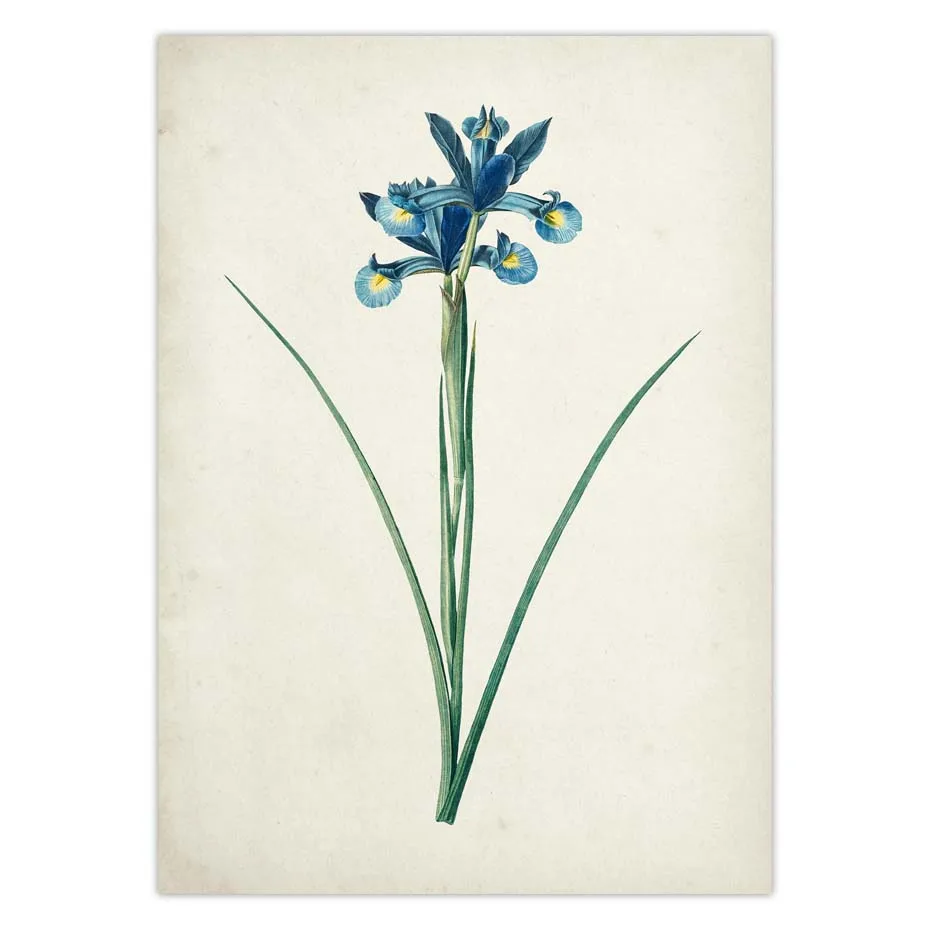 Botanical Iris Flower Vintage Poster Blue Floral Plant Antique Science Illustration Drawing Picture Wall Art Canvas Print Decor