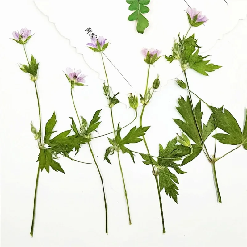 

40pcs Pressed Dried Geranium wilfordii Maxim Flower For Epoxy Resin Jewelry Making Bookmark Phone Case Face Makeup Nail Art DIY