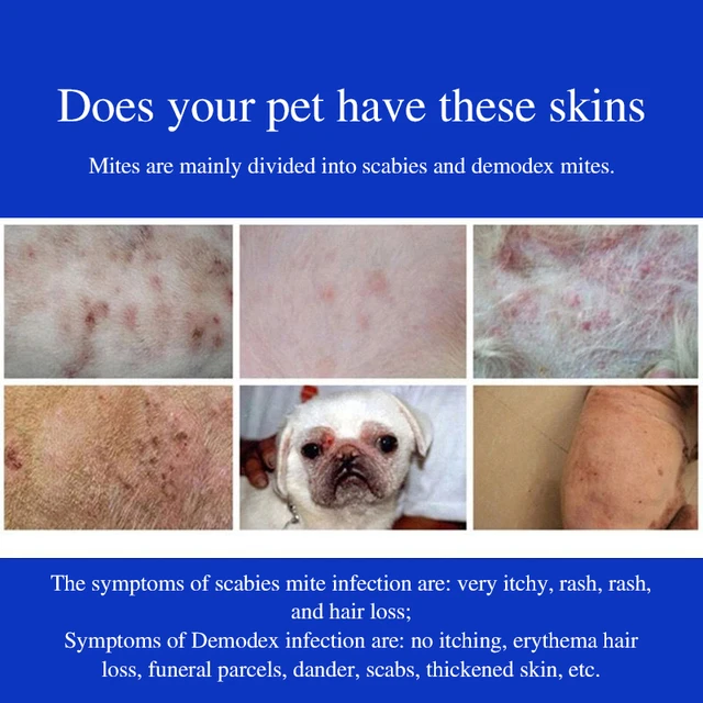 Dog skin mites pictures fashion