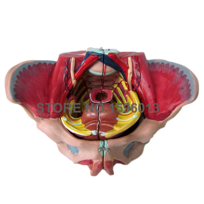 

Female Pelvis with Reproductive organs and nerves Genital organ model Anatomical Pelvis Model