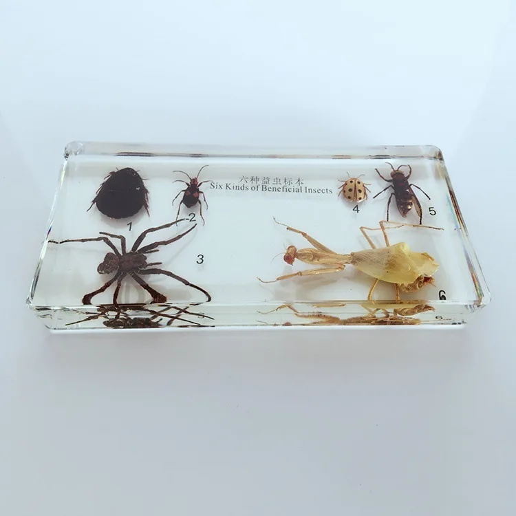 Six Kinds of Beneficial Insects Embedded Specimen Insect Specimen Models Biological Entomology Teaching Aids Resin Handicraft