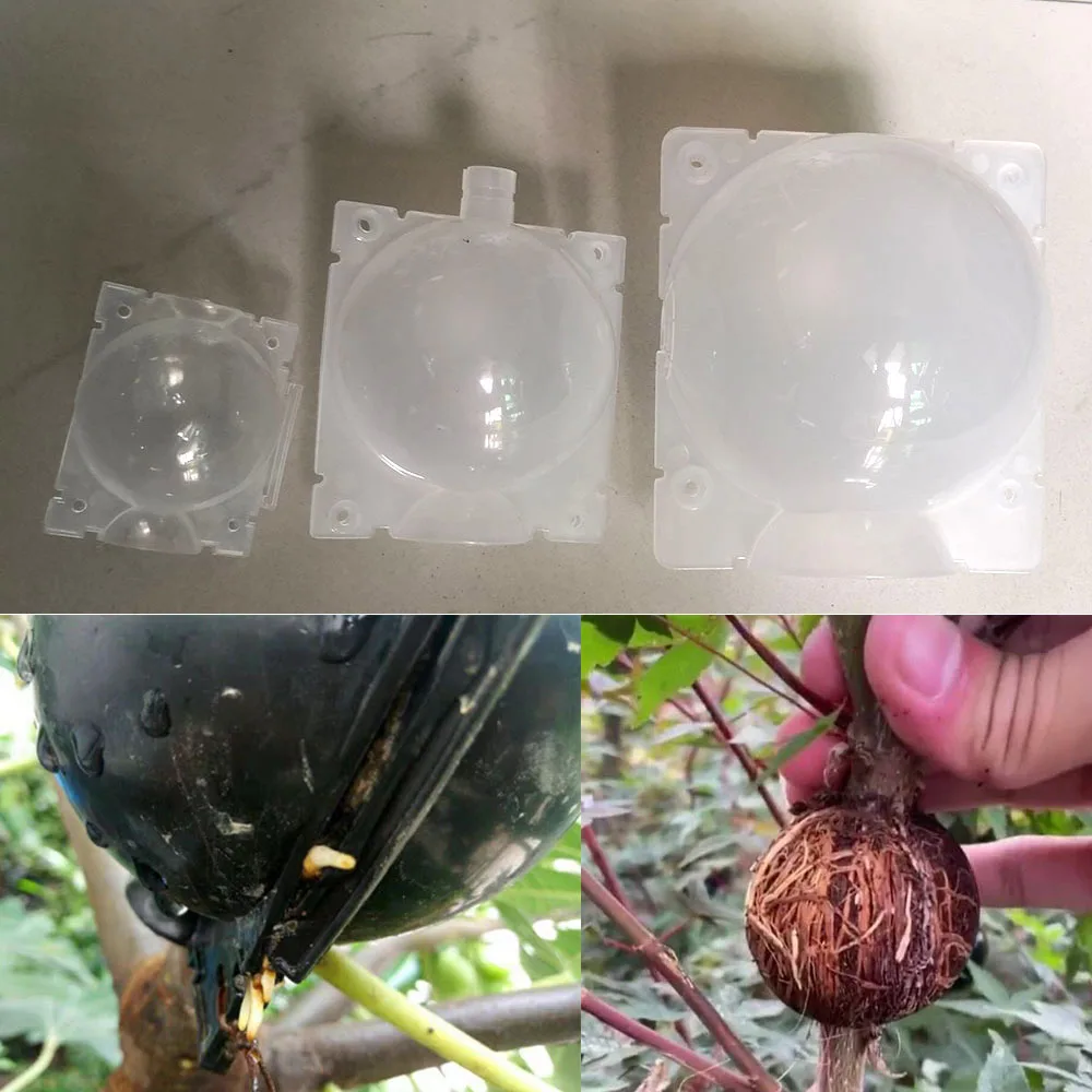 10/20pcs Plant Rooting Ball Grafting Root Growing Box tray Transparent Breeding seeding Graft Case Container Nursery cup Tools