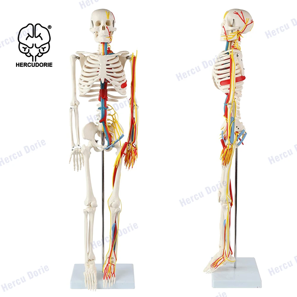 85CM Human Skeleton Model With Heart, Blood Vessels And Nerves, Halloween, Medical Teaching,