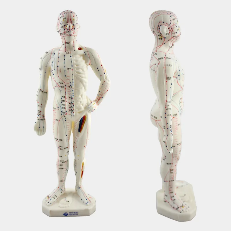 

Medical Chinese/English Medicine Meridians Acupuncture Moxibustion Model Acupuncture Point Mannequin Acupuncture Model 26cm