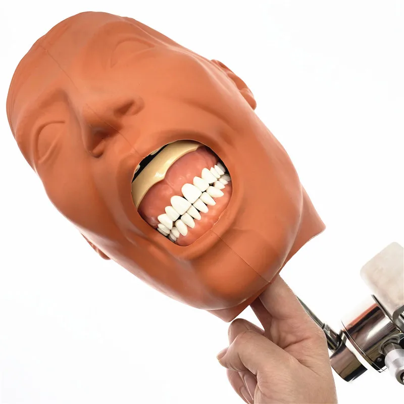 Dental Simulator Nissin Manikin Phantom Head Dental Phantom Head Model With New Style Bench Mount For Dentist Education