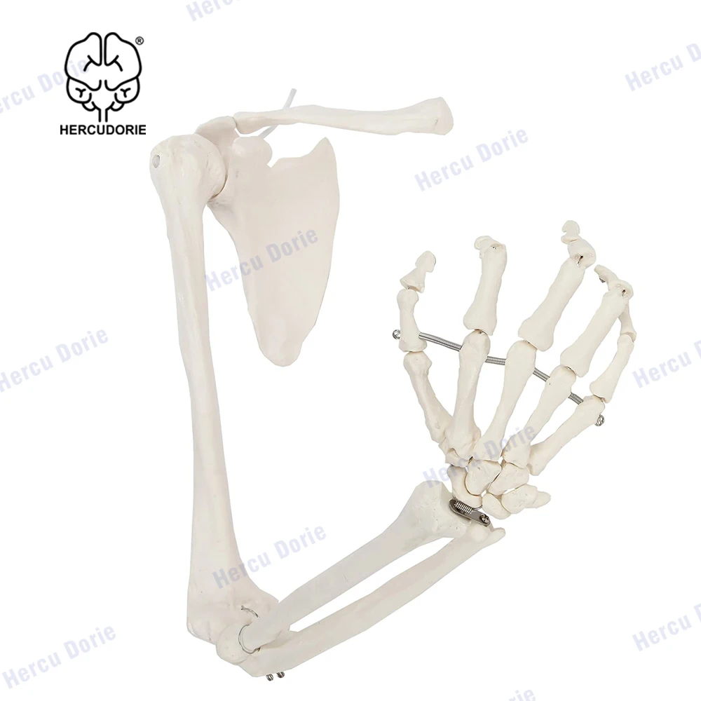 

Scientific Human Arm Skeleton Model, Life-Size Anatomical Arm, Includes All Arm Bones Plus Clavicle, Scapula and Articulated Han