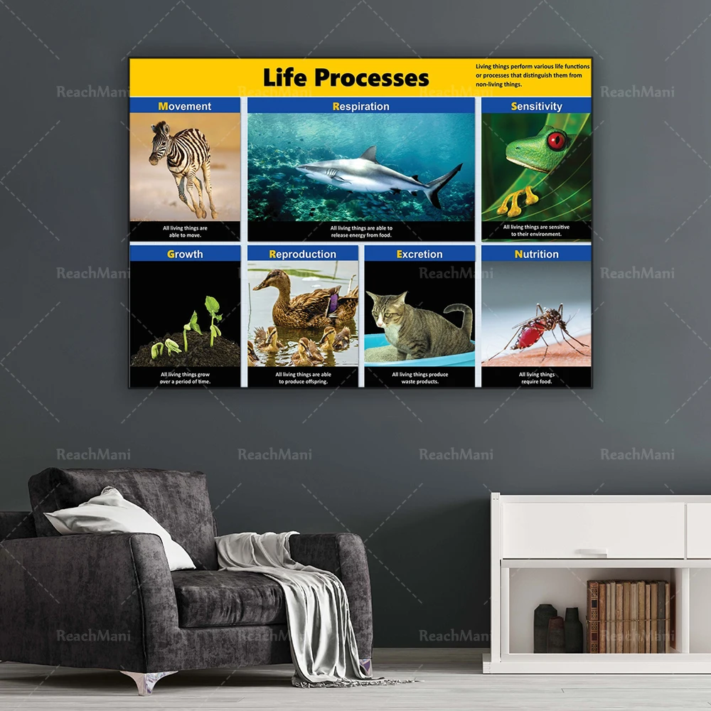 Unit life process science prints, science education classroom posters, university science decoration canvas printing gifts