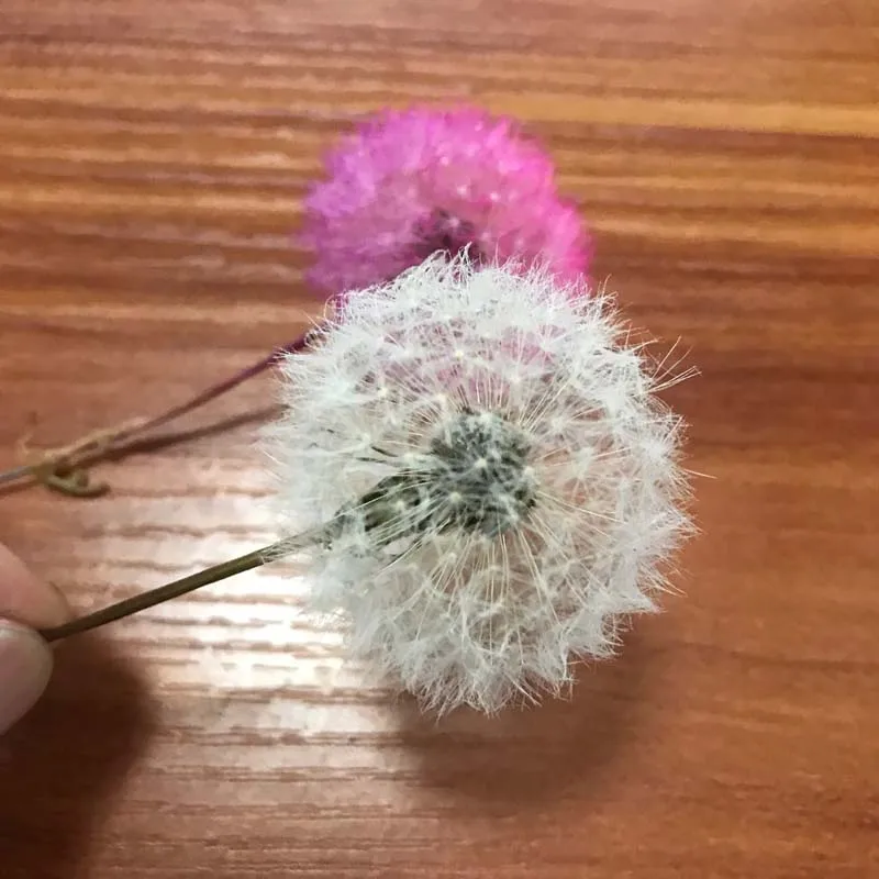 5PCS/3-4CM Head Real Natural Dried Dandelion Flower Heads,Preserved Dandelion Flowers With Fragrance,Immortal Flower Material