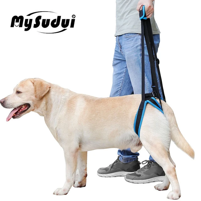 Harness to help dog stand hotsell