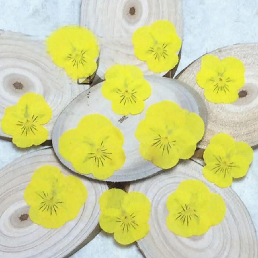 250pcs Dried Pressed Yellow Pansy Corydalis Suaveolens Hance Flower Plants Herbarium For Jewelry Bookmark Phone Case DIY