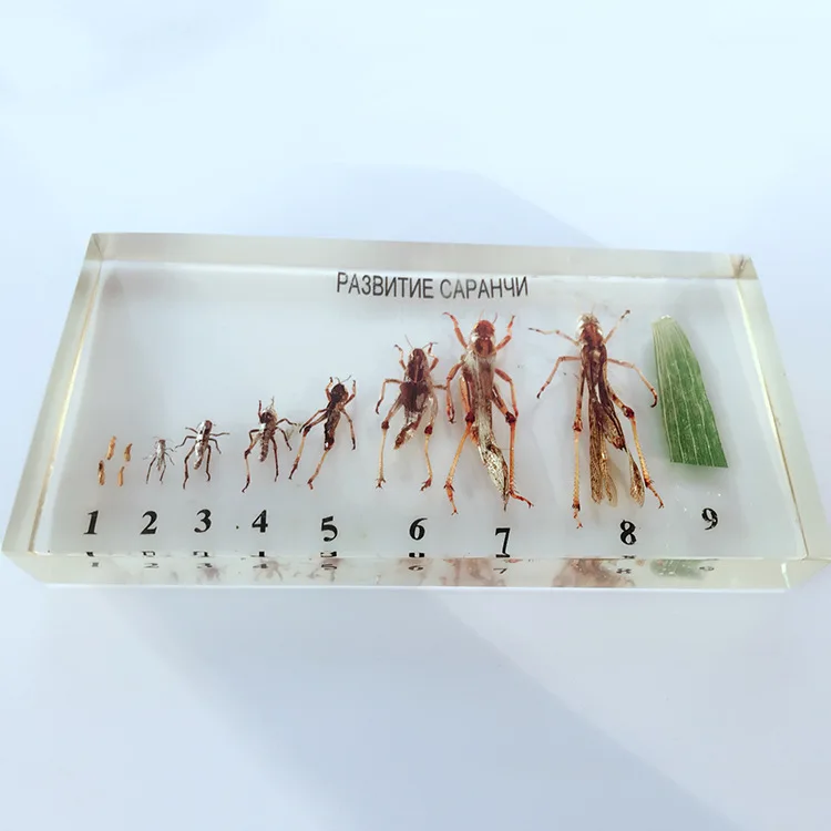 Locust Growth and Development Specimens Insect Growth History Specimen Biological Entomology Teaching Aids Resin Handicraft