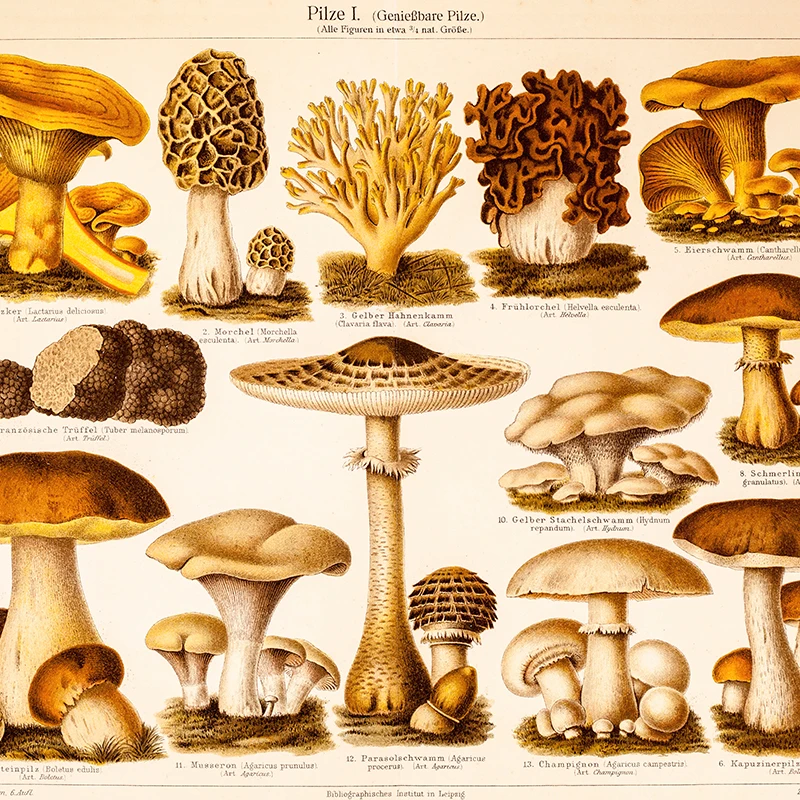German Version Vintage Mushroom Print 1800s Antique Mushrooms Illustration Poster Retro Botanical Wall Art Canvas Painting Decor