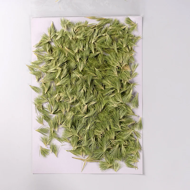 

250pcs Pressed Dried Flower Green Grass Herbarium For Nail Art Jewelry Bookmark Phone Case Invitation Card DIY