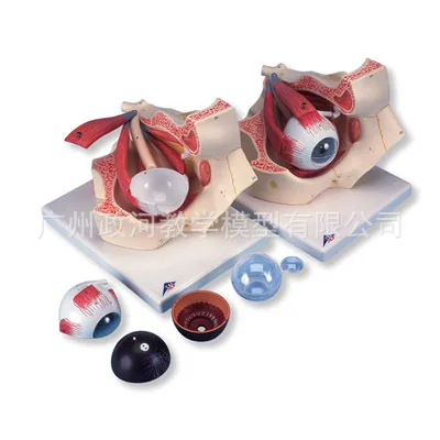 10 Parts 3X Times Magnification Human Eyeball Anatomical Medical Model Supplies Biology