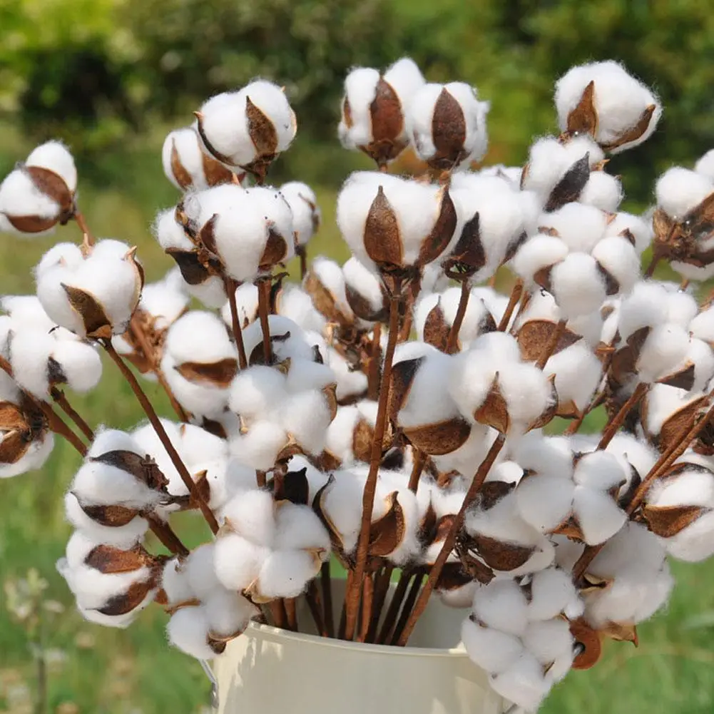 10pcs/bunch Natural dry flower cotton branches single cotton ball dried flower head artificial cotton branches white