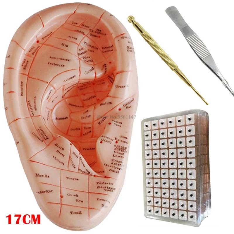 

English ear press seed Auricular Vaccaria seed with ear probe 600pcs paste 17cm Silica gel ear model