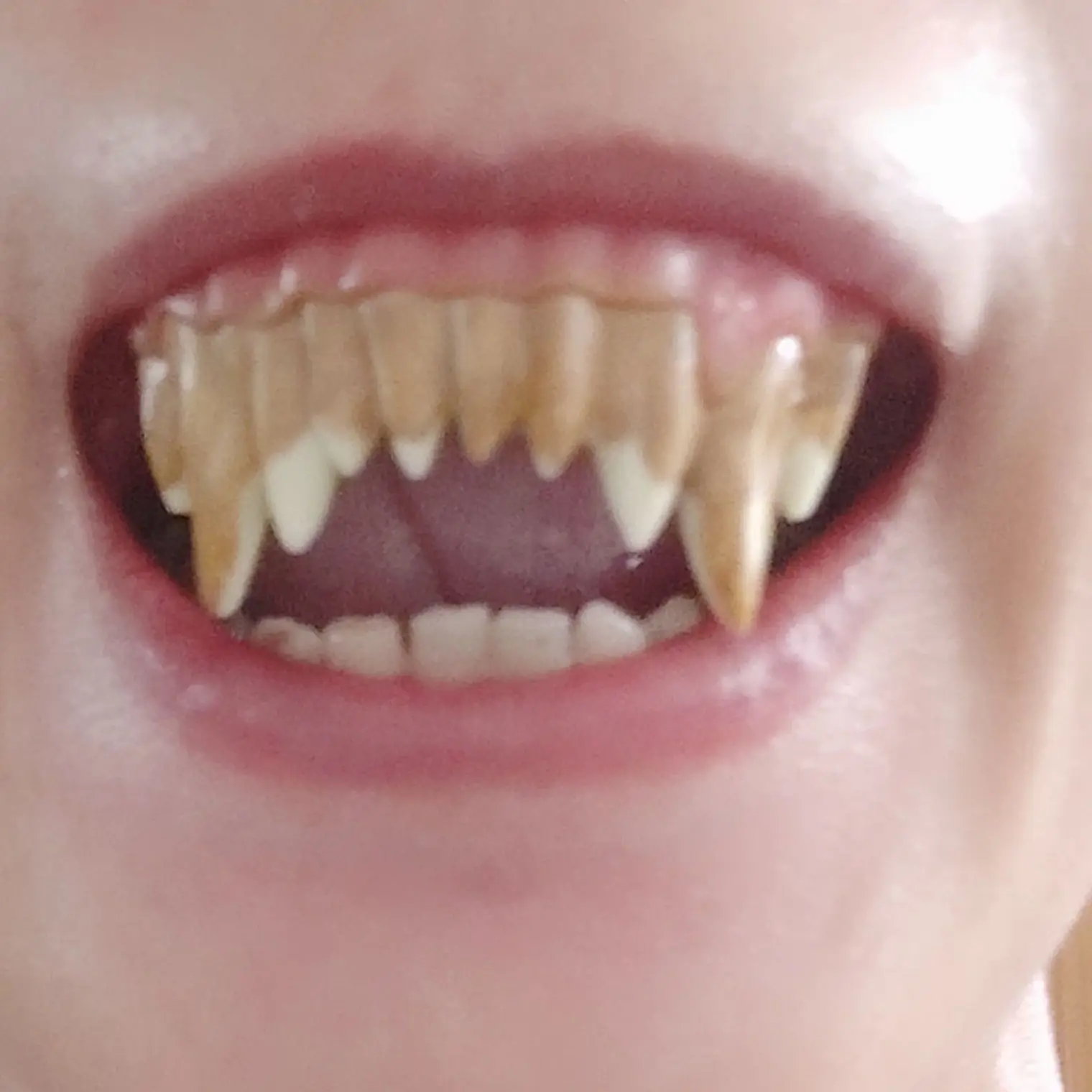 Denti Horror di carnevale protesi di zombie per feste di Halloween con pasta termoplastica modellabile inclusa, posticci per feste, halloween