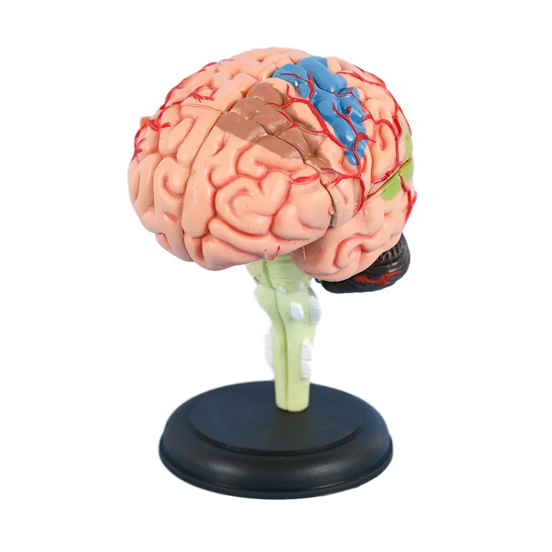 Mini modelo de cerebro humano, 32 piezas, desmontable, modelo anatómico, equipo educativo, herramienta de bricolaje, Ciencias médicas