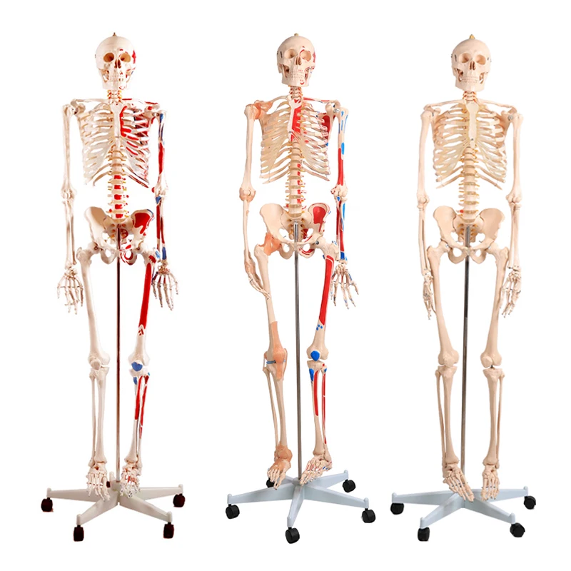 

180cm Human Anatomical Skeleton Model Medical Teaching Skeletal Anatomy Model BIX-A1001/BIX-A1002/BIX-A1002-1