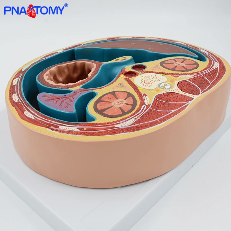 SCHEMATIC CROSS SECTION THROUGH THORAX (T8) HUMAN ANATOMICAL MODEL LIVER MUSCLE MEDICAL TOOL EDUCATIONAL EQUIPMENT PNATOMY