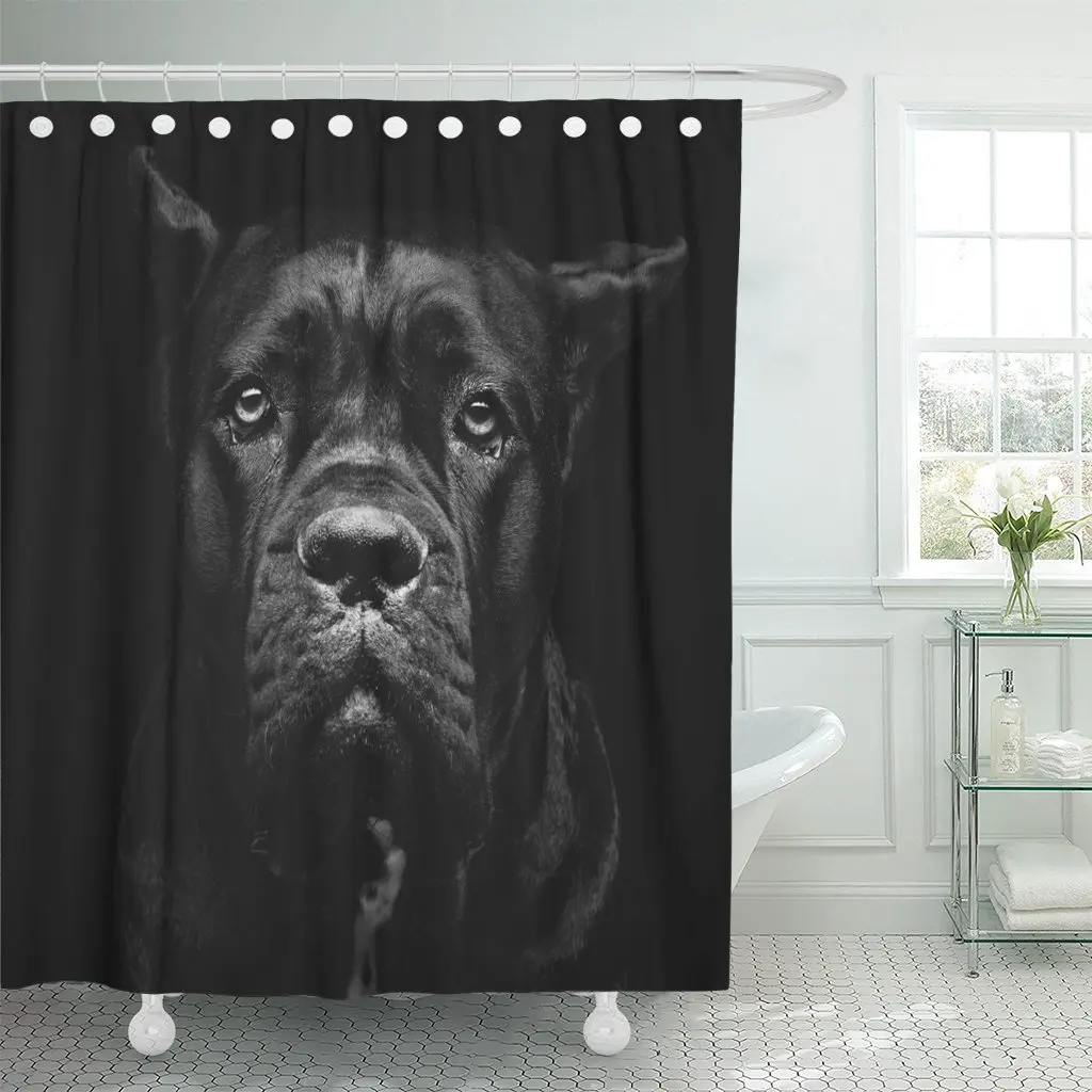 Closeup Portrait of Beautiful Black Cane Corso Female Dog Shower Curtain Polyester 60 x 72 inches Set with Hooks