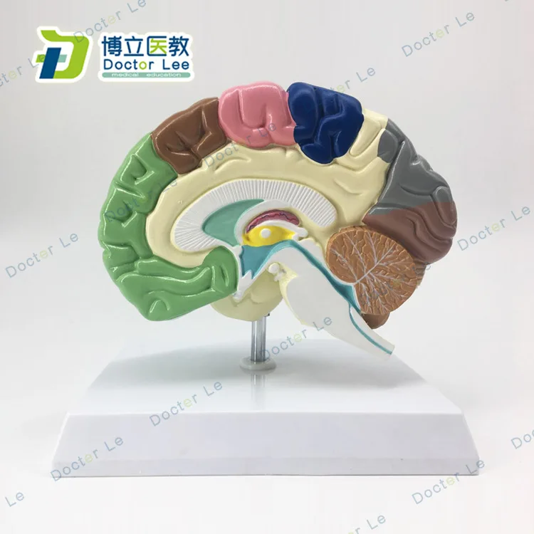 

1:1 life sized Cerebral artery anatomical model brainstem brain structure model neurology ventricle cerebral hemisphere