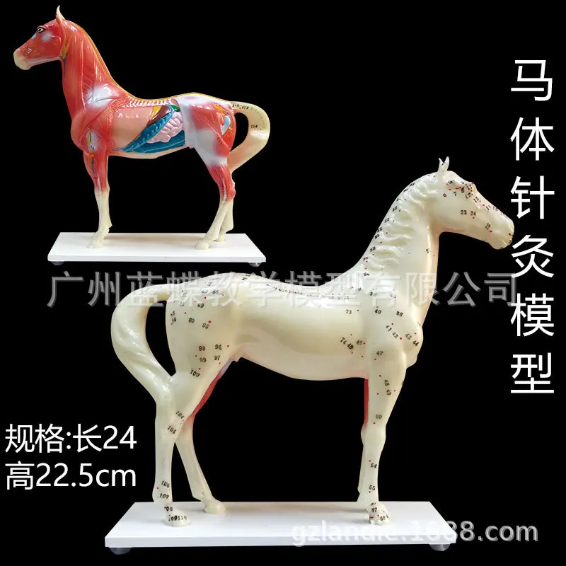 Veterinarian Horse Equine Acupuncture Model In Trauma Anatomy Skeleton Dental Anatomical Shadow Medical Training Manikins