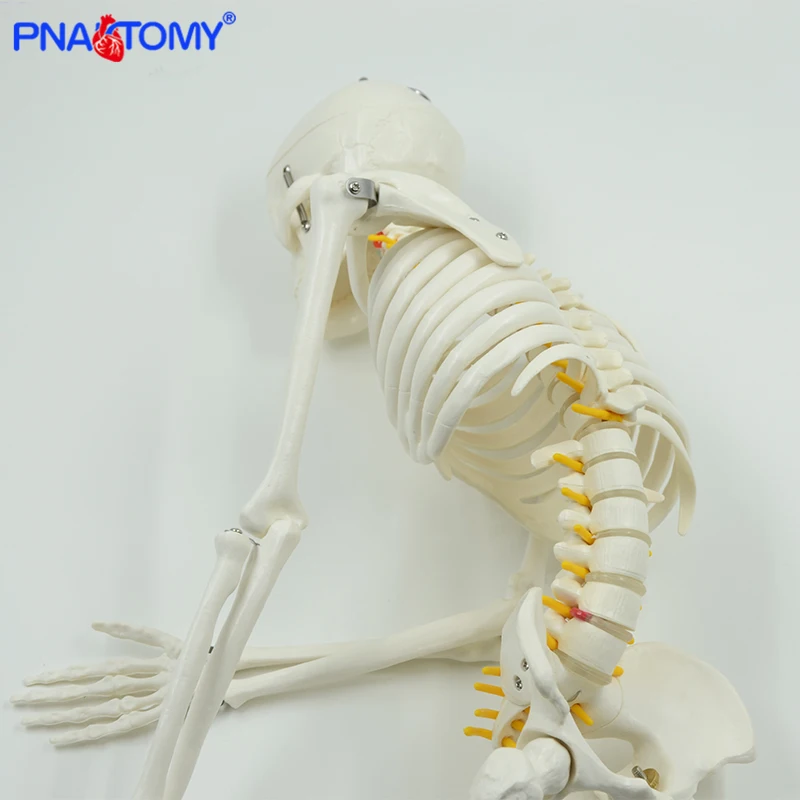 85cm modello di scheletro umano con colonna vertebrale flessibile braccia e gambe nervi arteria modelli anatomici osso pelvico umano insegnamento