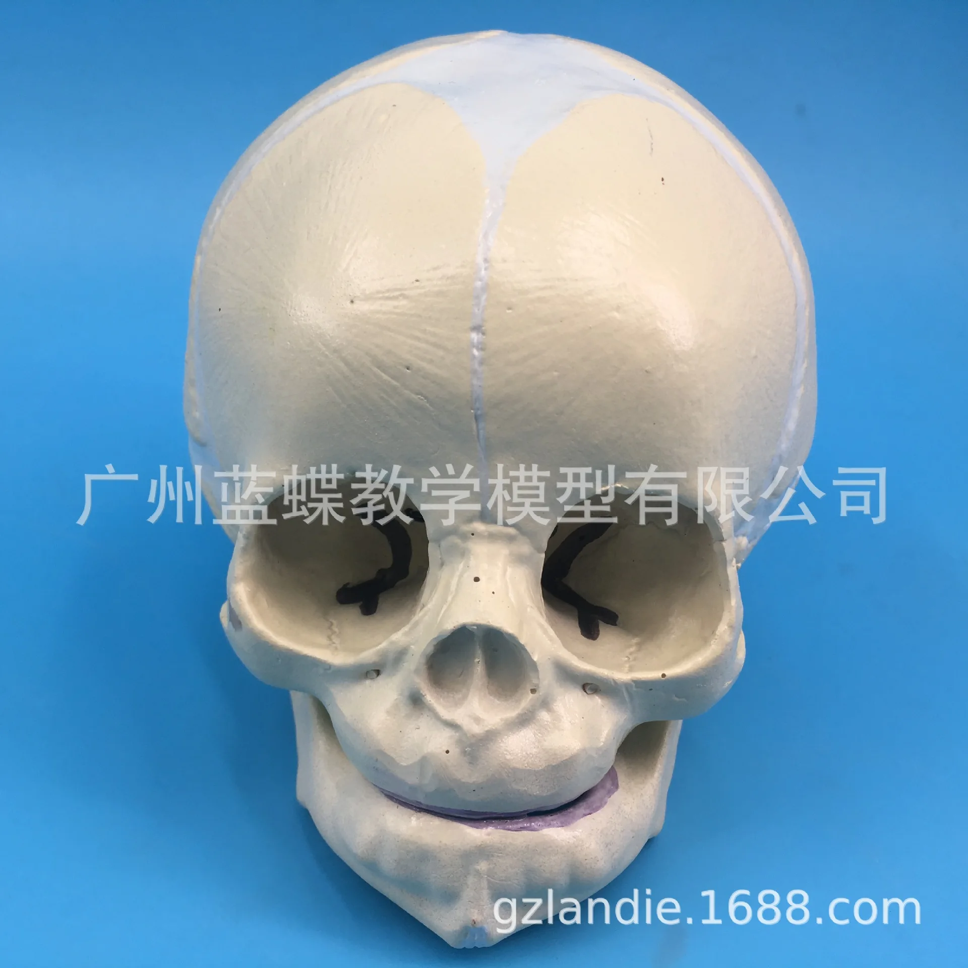 Infant Head Skull Medical Anatomical Model 30-week Fetal Skull Model Child Pathology Study