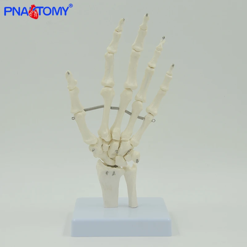 Pnatomy vida tamanho flexível mão comum modelo mão osso anatômico modelo dedo osso metacarpal esqueleto ferramenta de ensino médico