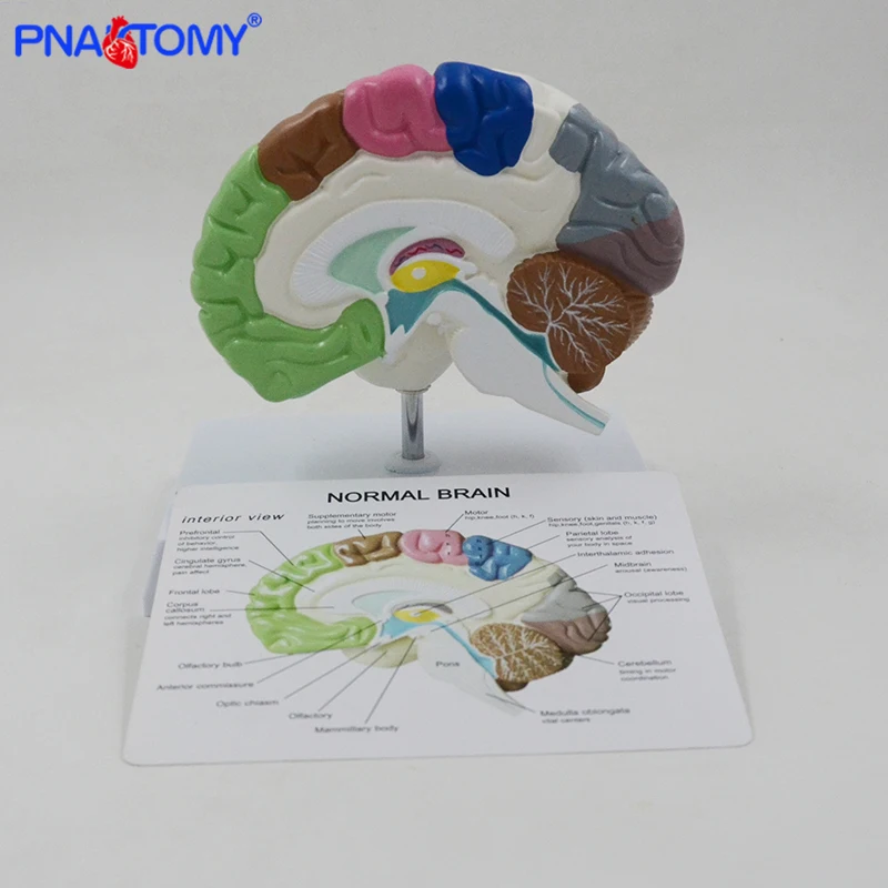 Human Half Brain Anatomy Model Life Size with Instruction Card and Base Colored Anatomical Brain Model Medical Tool Teaching Use