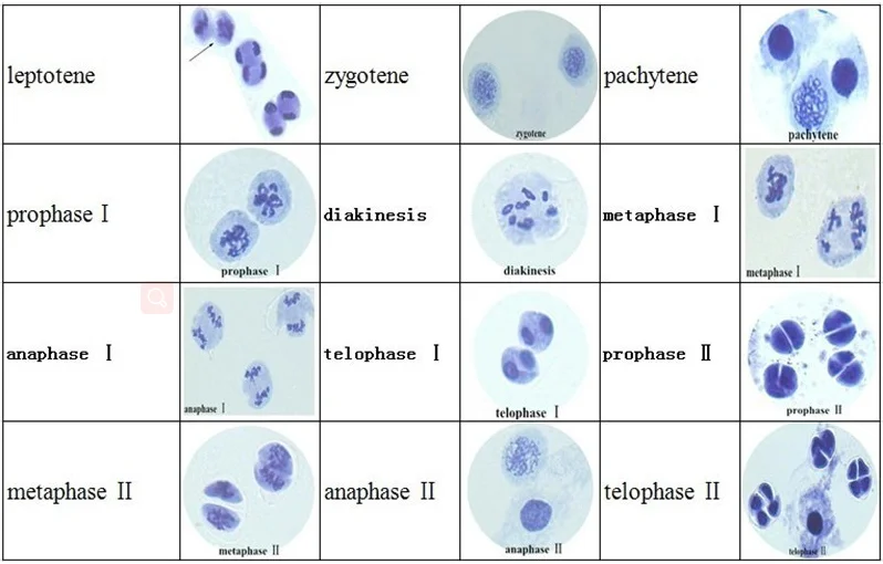 12 stücke Zwiebel Staubbeutel Meiose Rutschen Set