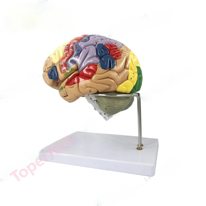 

4parts Magnified 2 Times Human Brain Anatomical Model Brain Function with Marked Teaching Brain Cortex