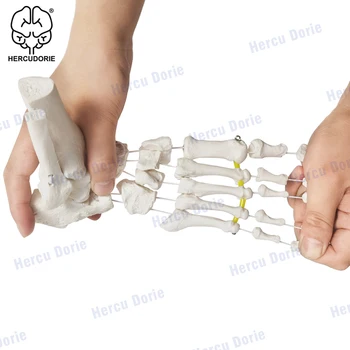 Voet Skelet Model Elastische, W/Gedeelte Van Scheenbeen-Fibula Bespannen Met Elastische Bungee, natuurlijke Cast Voor Nauwkeurige Weergave, Voet