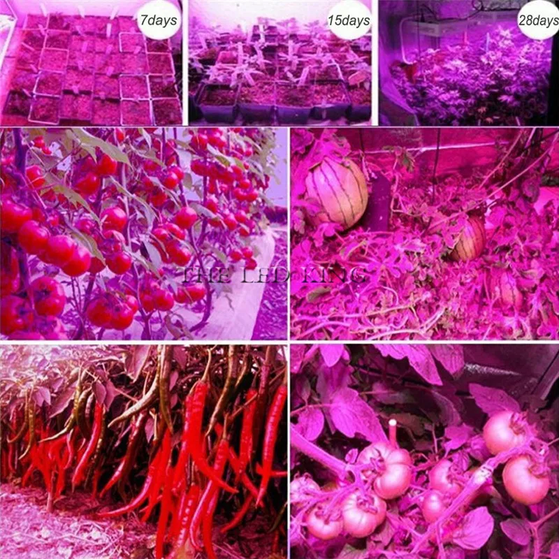 200 300 Led Phyto โคมไฟ Full Spectrum LED Grow Light E27หลอดไฟ Fitolamp สำหรับในร่มต้นกล้าดอกไม้ Fitolampy Grow เต็นท์กล่อง