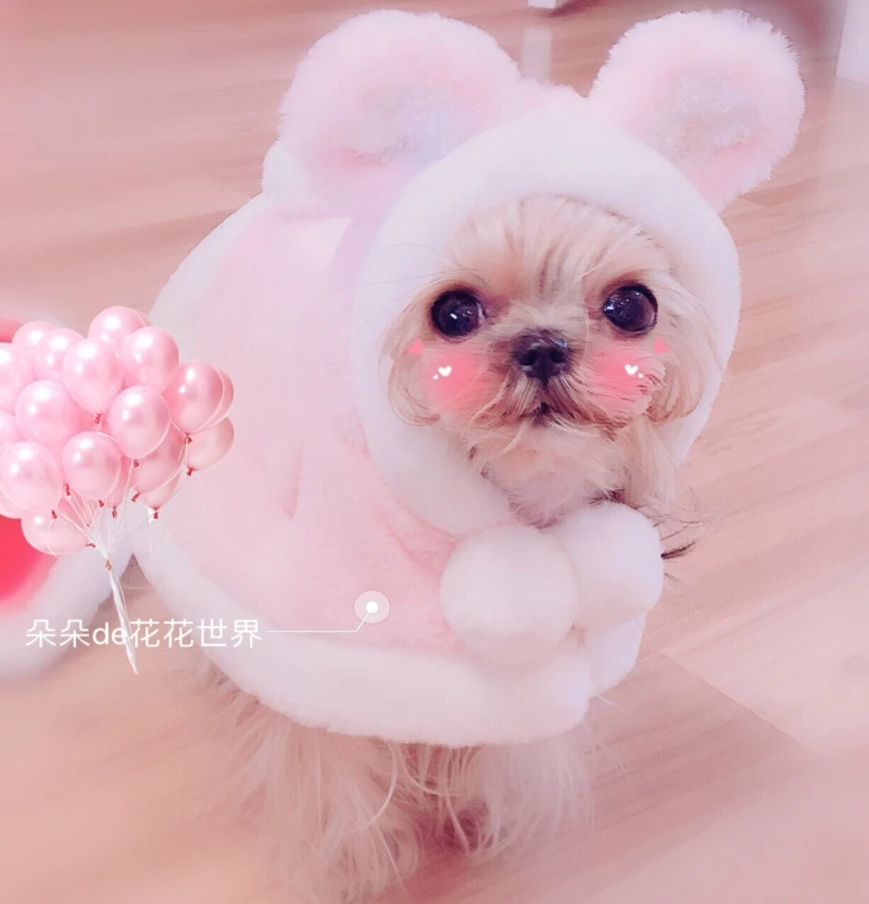 Fashion pet cat dog clothes luxury Teddy Yorkshire pony Autumn winter new year coat Padded jacket cloak Sweater Dog costume